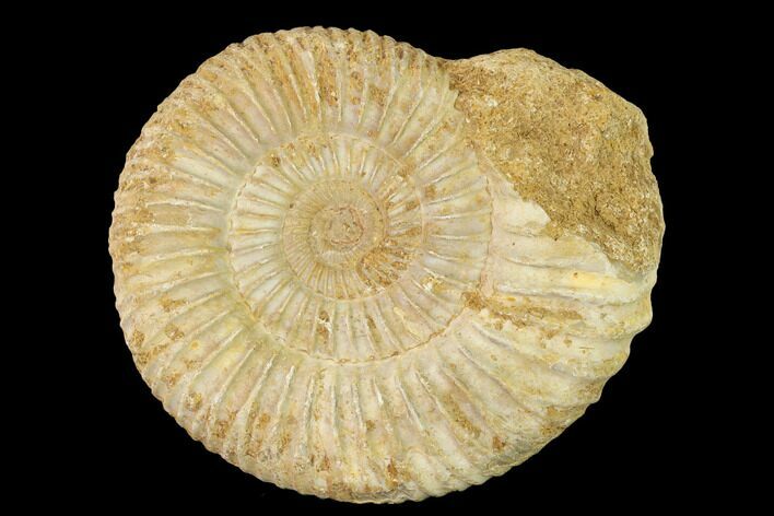 Jurassic Ammonite (Perisphinctes) Fossil - Madagascar #140398